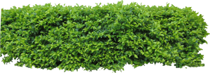 Hedge - Bushes For Photoshop, HD Png Download PNG with transparent background