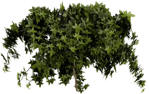 Lush Green Shrubon Black Background PNG Image