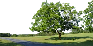 Lush Green Tree Beside Pathway PNG Image