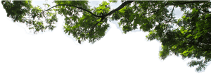 Lush Green Tree Branch Against Sky.png PNG image with transparent background