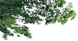 Lush Green Tree Branches.png PNG image with transparent background