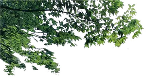 Lush Green Tree Branches.png PNG Image