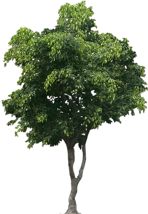 Lush Green Tree Isolated.png PNG Image