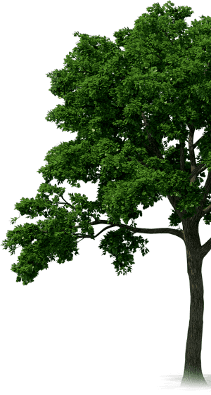 Rainforest Trees Png Graphic Royalty Free Download - Rainforest Tree Png, Transparent Png PNG image with transparent background