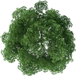 Lush Green Tree Top View.png PNG Image