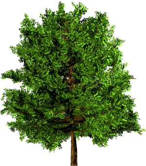 Lush Green Tree3 D Rendering PNG Image