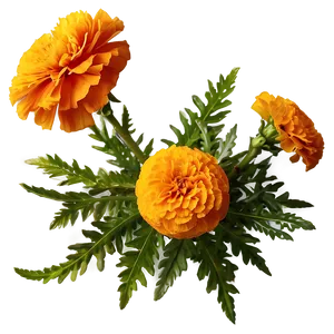 Lush Marigolds Arrangement Png Tof PNG Image