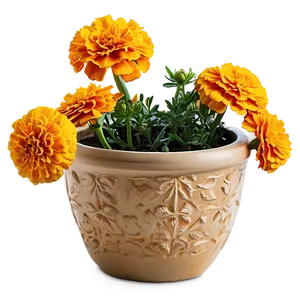 Lush Marigolds Arrangement Png Wbj PNG Image