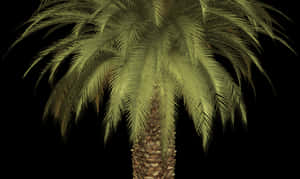 15 Palm Tree Png Clipart For Free Download On Mbtskoudsalg - Palm Tree, Transparent Png PNG image with transparent background