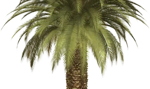 Lush Palm Tree Against Dark Background.jpg PNG Image