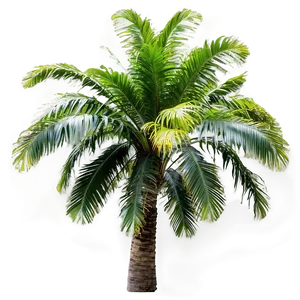 Lush Palmera Forest Png Kti80 PNG Image