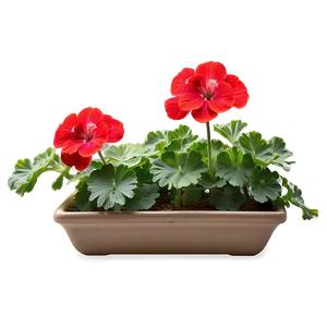 Lush Red Geraniums Png 06122024 PNG Image