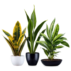 Lush Snake Plant Png Ckh PNG Image