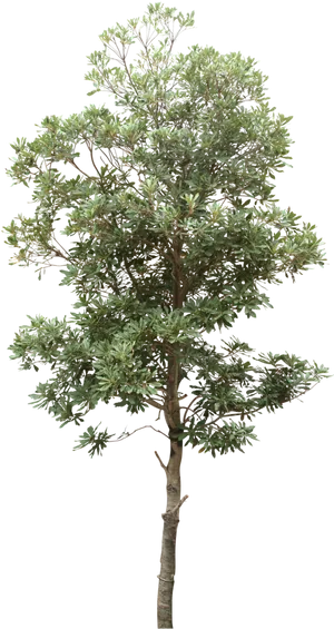 Lush_ Tropical_ Tree_ Isolated.png PNG Image