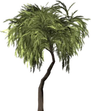 Lush_ Tropical_ Tree_ Isolated.png PNG Image