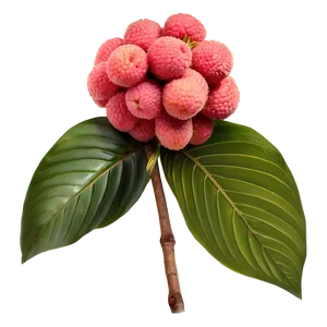 Lychee Summer Refreshment Png 06252024 PNG Image