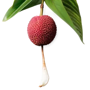 Lychee With Leaf Png 06252024 PNG Image