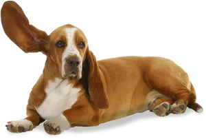 Lying Basset Houndwith Floppy Ears PNG Image