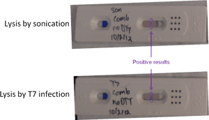 U Check Pregnancy Test Results, HD Png Download PNG image with transparent background