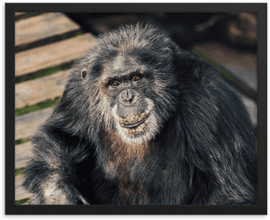 Macaque, HD Png Download PNG image with transparent background