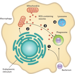 Bacteria Mitochondria, HD Png Download PNG with transparent background