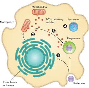 Macrophage Engulfing Bacterium Process PNG Image