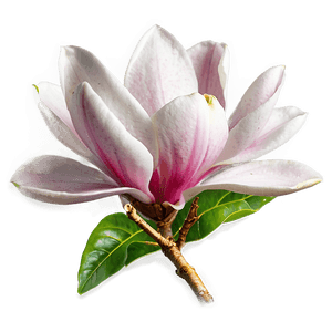 Magnolia Blossom PNG tvq PNG