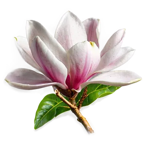 Magnolia Blossom Png Tvq PNG Image