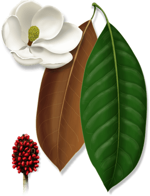 Transparent Magnolia Tree Png - Berry, Png Download PNG image with transparent background