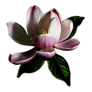 Magnolia Flower Sticker Png Ifi11 PNG Image