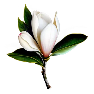 Magnolia Flower Vector Png Xkg PNG Image