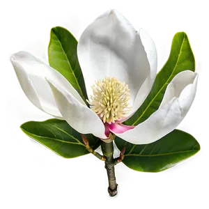 Magnolia Flower Wallpaper Png 41 PNG Image