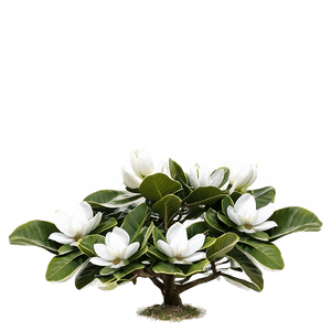 Magnolia Grandiflora Tree PNG 06212024 PNG