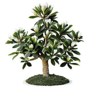 Magnolia Grandiflora Tree PNG pvq PNG