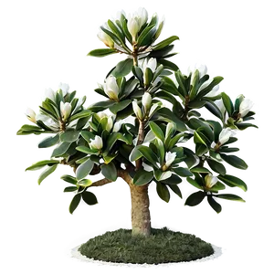 Magnolia Grandiflora Tree Png Pvq PNG Image