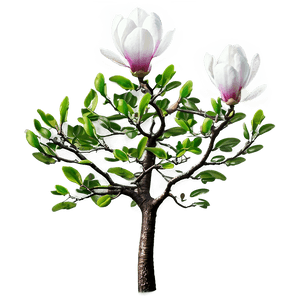 Magnolia Tree in Bloom PNG bfx97 PNG