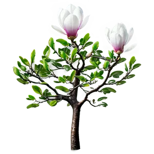 Magnolia Tree In Bloom Png Bfx97 PNG Image