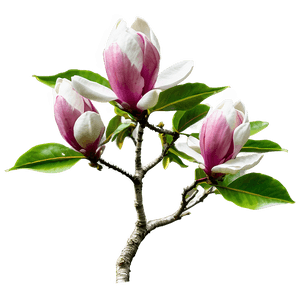 Magnolia Tree in Bloom PNG cnx PNG