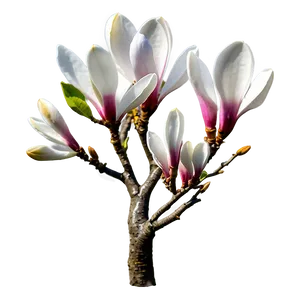 Magnolia Tree In Bloom Png Qgq1 PNG Image