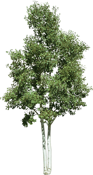Look At Trees Clip Art, HD Png Download PNG image with transparent background