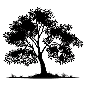 Magnolia Tree Sunset Silhouette PNG 06212024 PNG