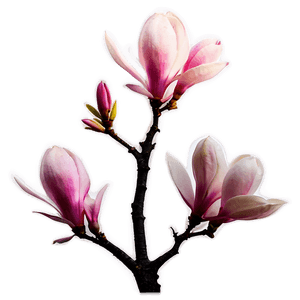 Magnolia Tree Sunset Silhouette PNG xgk48 PNG