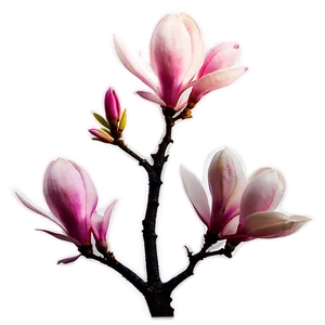 Magnolia Tree Sunset Silhouette Png Xgk48 PNG Image