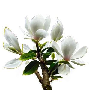 Magnolia Tree Under Moonlight Png Kpu PNG Image