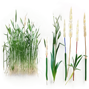 Maiden Grass Design Png Cbg PNG Image