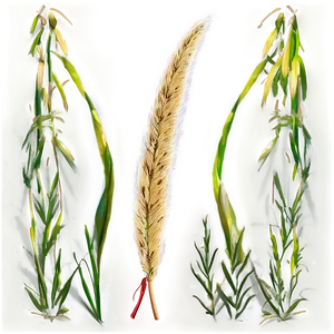 Maiden Grass Design Png Ocg86 PNG Image