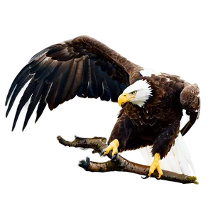 Majestic American Eagle Png Slm PNG Image