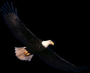Download Eagle Png - Transparent Eagle Flying Png, Png Download PNG image with transparent background