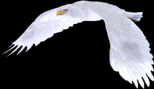 White Eagle Flying, HD Png Download PNG image with transparent background
