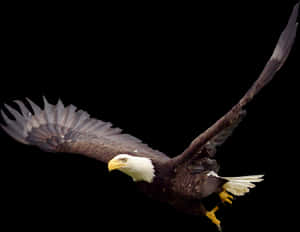 Bald Eagle Png Image - Bald Eagle, Transparent Png PNG image with transparent background